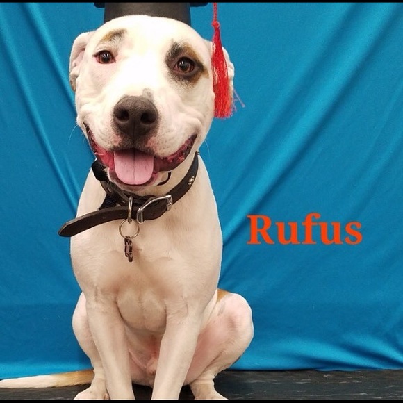 Meet your Posher, Nolan - Picture 1 of 1